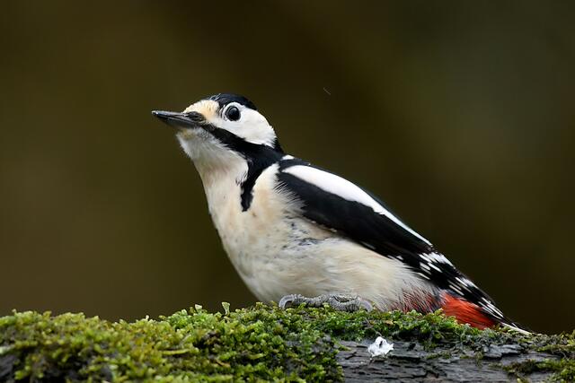 Buntspecht | Foto: Copyright Andreas Schäfer
