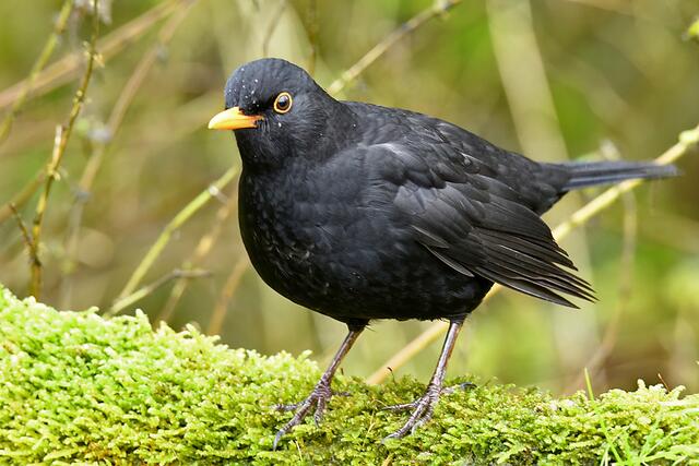 Amsel | Foto: Copyright Andreas Schäfer