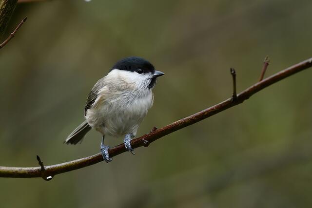 Sumpfmeise | Foto: Copyright Andreas Schäfer