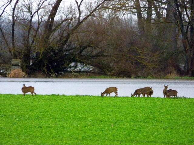 Die Rehe sind aus dem Wald gekommen