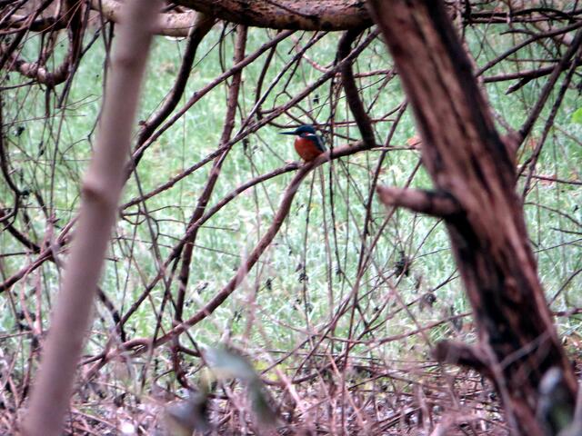 Auch im Hochwasser unser täglicher Besucher