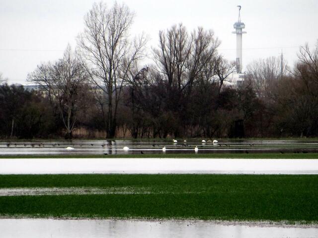 Blick über die Felder nach Laatzen