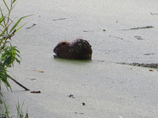 Der Nutria im Einsatz