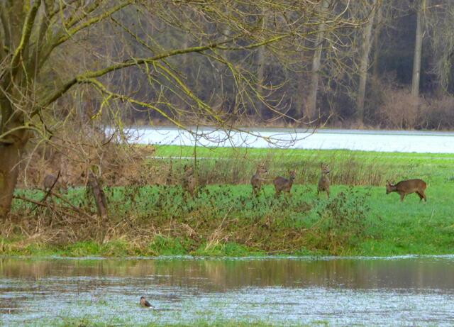 Unsere Rehe zeigen sich auch mal wieder