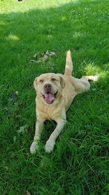 Henry | Foto:  Sabine Pollok