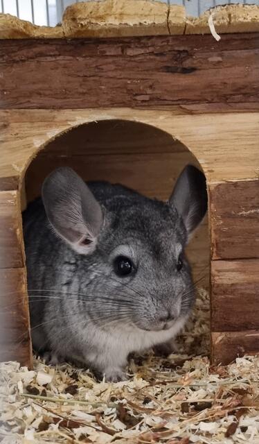 Familie Chinchilla | Foto:  Sabine Pollok