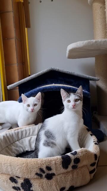 Katzenzimmer | Foto: Sabine Pollok
