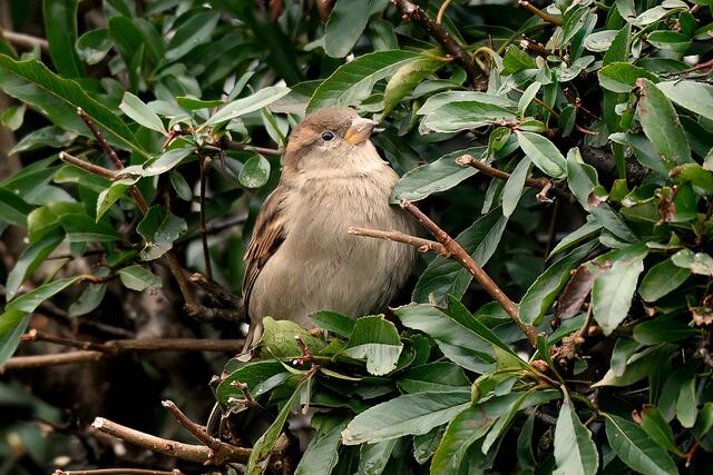 Haussperling " Weibchen " | Foto: Copyright Andreas Schäfer