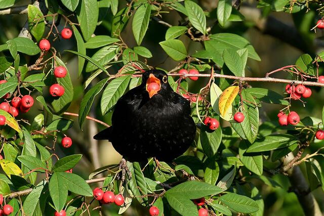 Amsel " Männchen " | Foto: Copyright Andreas Schäfer