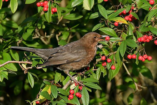 Amsel " Weibchen " | Foto: Copyright Andreas Schäfer