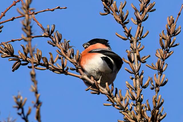 Gimpel " Männchen " | Foto: Copyright Andreas Schäfer