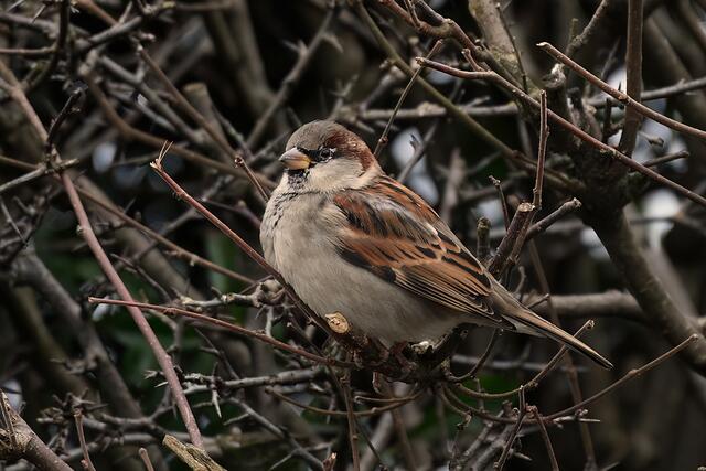 Haussperling " Männchen " | Foto: Copyright Andreas Schäfer