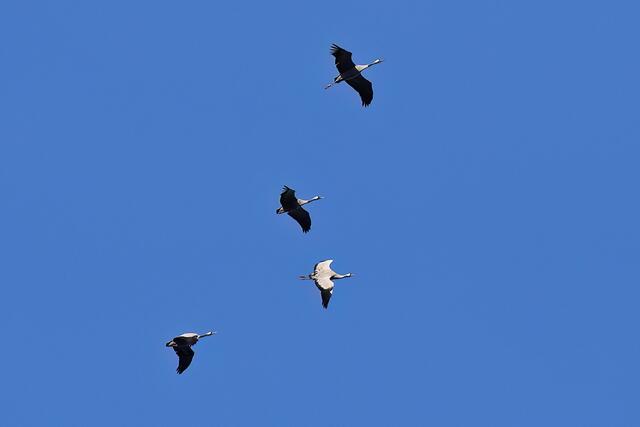 Kranich | Foto: Copyright Andreas Schäfer