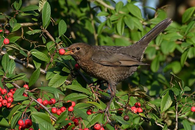 Amsel " Weibchen " | Foto: Copyright Andreas Schäfer