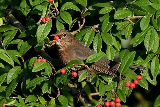 Amsel " Weibchen " | Foto: Copyright Andreas Schäfer