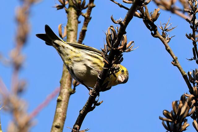 Erlenzeisig " Männchen " | Foto: Copyright Andreas Schäfer