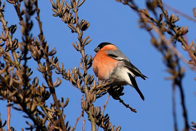 Gimpel " Männchen " | Foto: Copyright Andreas Schäfer
