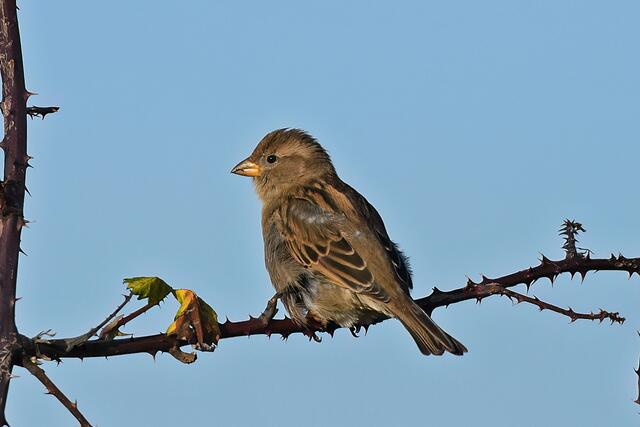 Haussperling " Weibchen " | Foto: Copyright Andreas Schäfer