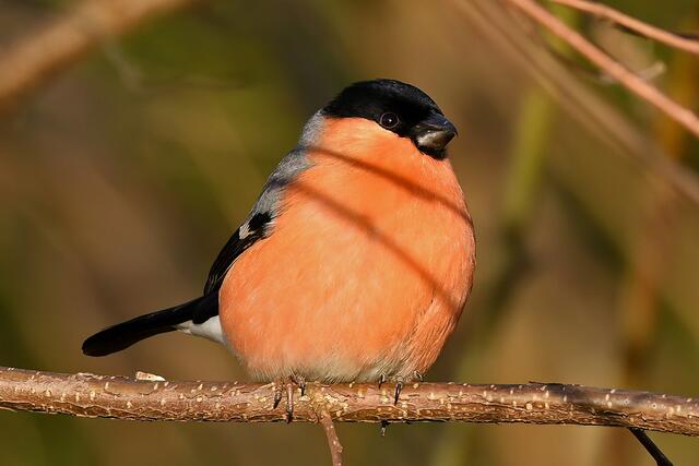 Gimpel " Männchen " | Foto: Copyright Andreas Schäfer