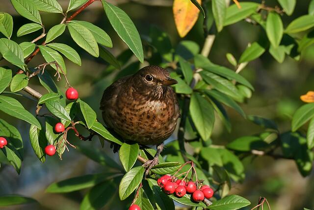 Amsel " Weibchen " | Foto: Copyright Andreas Schäfer