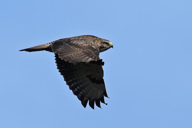 Foto: Copyright Andreas Schäfer