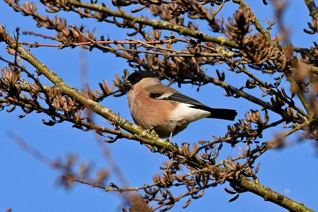Gimpel " Weibchen " | Foto: Copyright Andreas Schäfer