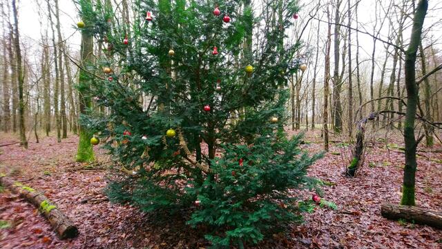 Im Stadtwald Langenhagen ist wieder der Baum geschmückt. | Foto: Shima Mahi