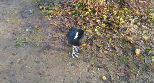 Am Mittellandkanal in Hannover-List ist mir dieses Blesshuhn begegnet. | Foto: Shima Mahi