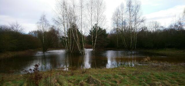 Auf der Rückseite des Biotops im Wietzepark hat sich ein See gebildet. | Foto: Shima Mahi