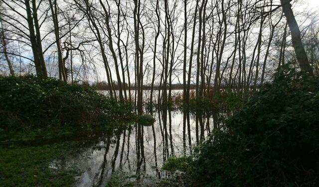 Der Hufeisensee in Isernhagen ist an dieser Stelle übers Ufer getreten. | Foto: Shima Mahi