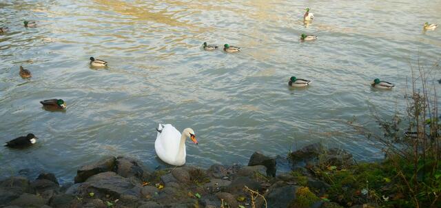 Hier am Kanal ist was los. | Foto: Shima Mahi