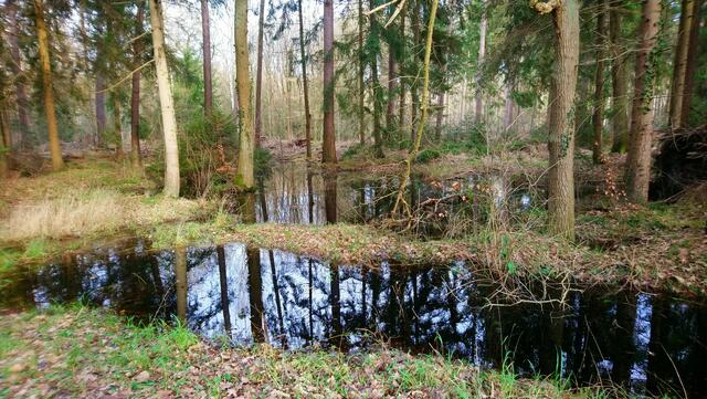 Durch Auter und Gräben ist der Wald stark vernässt. | Foto: Shima Mahi