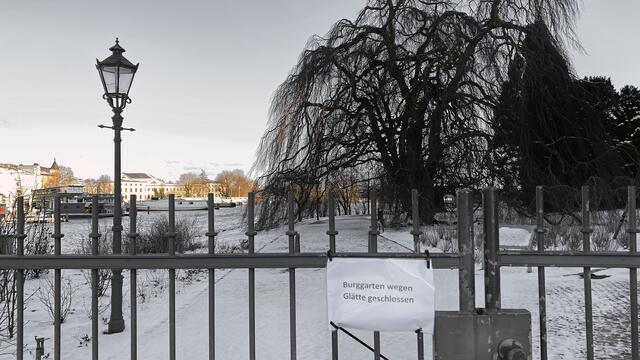 Der Zugang zur Hängebuche, Fagus sylvatica „Pendula“, auch Trauer- oder Blutbuche genannt, gepflanzt um 1860, ist leider nicht möglich. Foto: Helmut Kuzina