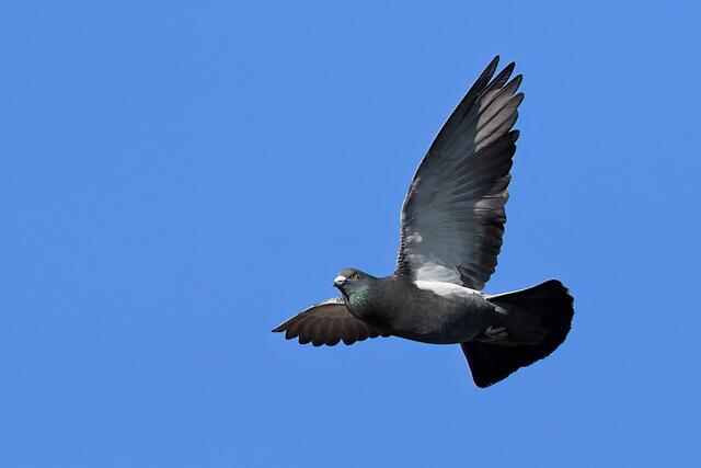 Taube | Foto: Foto: Andreas Schäfer: Ich möchte darauf hinweisen, dass meine Fotografien urheberrechtlich geschützt sind, und ohne mein schriftliches Einverständnis nicht verwendet oder auf andere Plattformen verlinkt werden dürfen. Copyright Andreas Schäfer