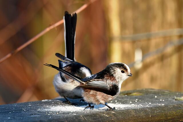 Schwanzmeise | Foto: Foto: Andreas Schäfer: Ich möchte darauf hinweisen, dass meine Fotografien urheberrechtlich geschützt sind, und ohne mein schriftliches Einverständnis nicht verwendet oder auf andere Plattformen verlinkt werden dürfen. Copyright Andreas Schäfer