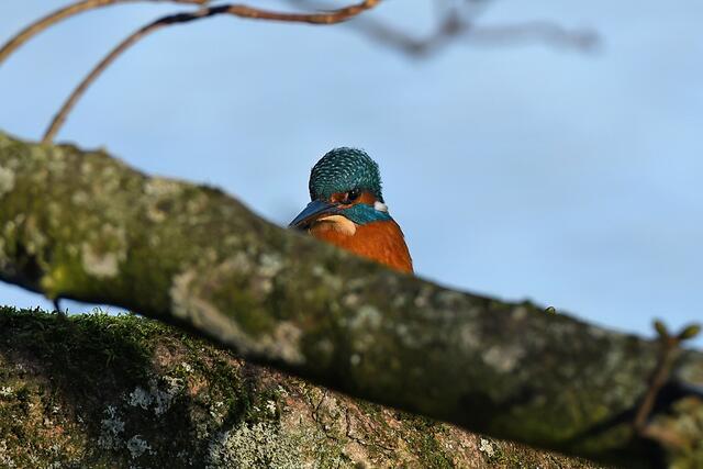Foto: Foto: Andreas Schäfer: Ich möchte darauf hinweisen, dass meine Fotografien urheberrechtlich geschützt sind, und ohne mein schriftliches Einverständnis nicht verwendet oder auf andere Plattformen verlinkt werden dürfen. Copyright Andreas Schäfer