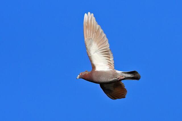 Taube | Foto: Foto: Andreas Schäfer: Ich möchte darauf hinweisen, dass meine Fotografien urheberrechtlich geschützt sind, und ohne mein schriftliches Einverständnis nicht verwendet oder auf andere Plattformen verlinkt werden dürfen. Copyright Andreas Schäfer