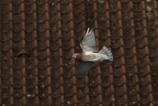 Taube | Foto: Foto: Andreas Schäfer: Ich möchte darauf hinweisen, dass meine Fotografien urheberrechtlich geschützt sind, und ohne mein schriftliches Einverständnis nicht verwendet oder auf andere Plattformen verlinkt werden dürfen. Copyright Andreas Schäfer
