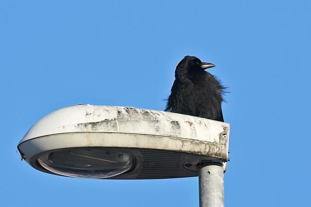 Krähe | Foto: Foto: Andreas Schäfer: Ich möchte darauf hinweisen, dass meine Fotografien urheberrechtlich geschützt sind, und ohne mein schriftliches Einverständnis nicht verwendet oder auf andere Plattformen verlinkt werden dürfen. Copyright Andreas Schäfer