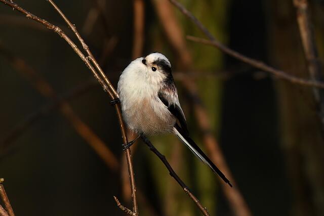 Schwanzmeise | Foto: Foto: Andreas Schäfer: Ich möchte darauf hinweisen, dass meine Fotografien urheberrechtlich geschützt sind, und ohne mein schriftliches Einverständnis nicht verwendet oder auf andere Plattformen verlinkt werden dürfen. Copyright Andreas Schäfer