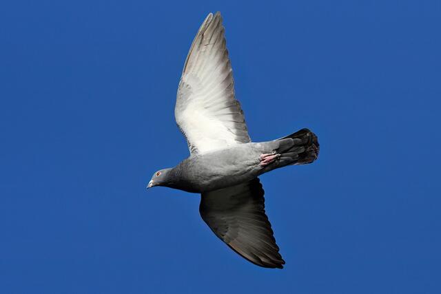 Taube | Foto: Foto: Andreas Schäfer: Ich möchte darauf hinweisen, dass meine Fotografien urheberrechtlich geschützt sind, und ohne mein schriftliches Einverständnis nicht verwendet oder auf andere Plattformen verlinkt werden dürfen. Copyright Andreas Schäfer
