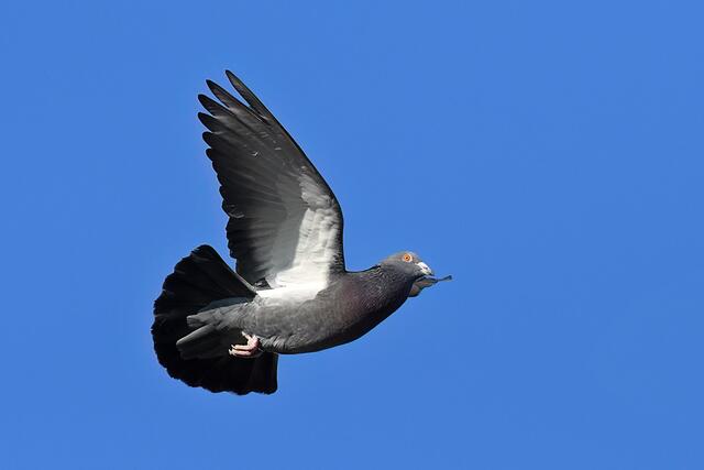 Taube | Foto: Foto: Andreas Schäfer: Ich möchte darauf hinweisen, dass meine Fotografien urheberrechtlich geschützt sind, und ohne mein schriftliches Einverständnis nicht verwendet oder auf andere Plattformen verlinkt werden dürfen. Copyright Andreas Schäfer