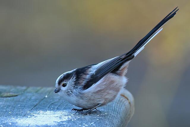 Schwanzmeise | Foto: Foto: Andreas Schäfer: Ich möchte darauf hinweisen, dass meine Fotografien urheberrechtlich geschützt sind, und ohne mein schriftliches Einverständnis nicht verwendet oder auf andere Plattformen verlinkt werden dürfen. Copyright Andreas Schäfer