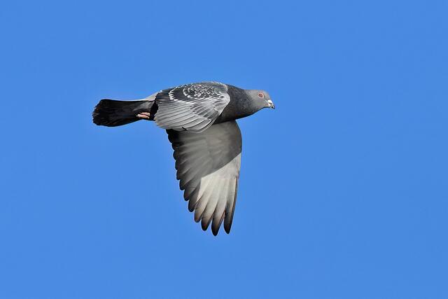 Taube | Foto: Foto: Andreas Schäfer: Ich möchte darauf hinweisen, dass meine Fotografien urheberrechtlich geschützt sind, und ohne mein schriftliches Einverständnis nicht verwendet oder auf andere Plattformen verlinkt werden dürfen. Copyright Andreas Schäfer