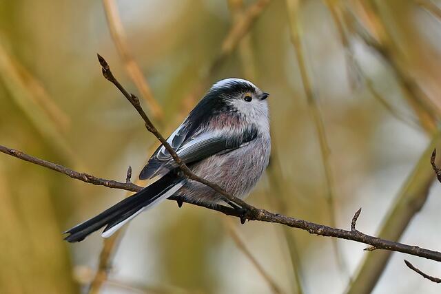 Schwanzmeise | Foto: Foto: Andreas Schäfer: Ich möchte darauf hinweisen, dass meine Fotografien urheberrechtlich geschützt sind, und ohne mein schriftliches Einverständnis nicht verwendet oder auf andere Plattformen verlinkt werden dürfen. Copyright Andreas Schäfer