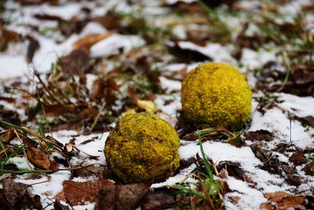 Früchte des Milchorangenbaumes.