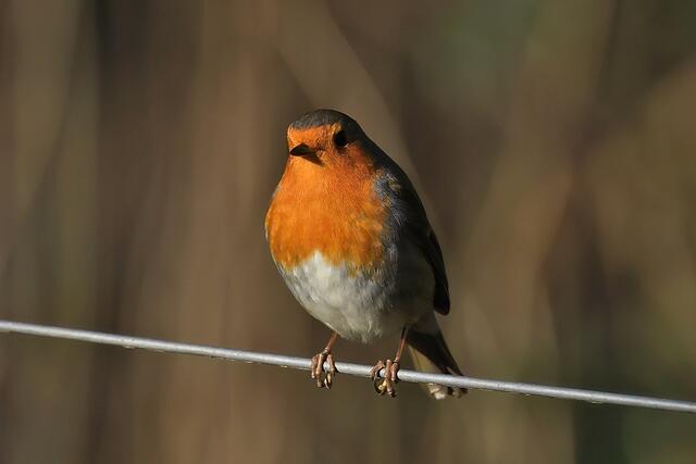Rotkehlchen | Foto: Copyright Andreas Schäfer