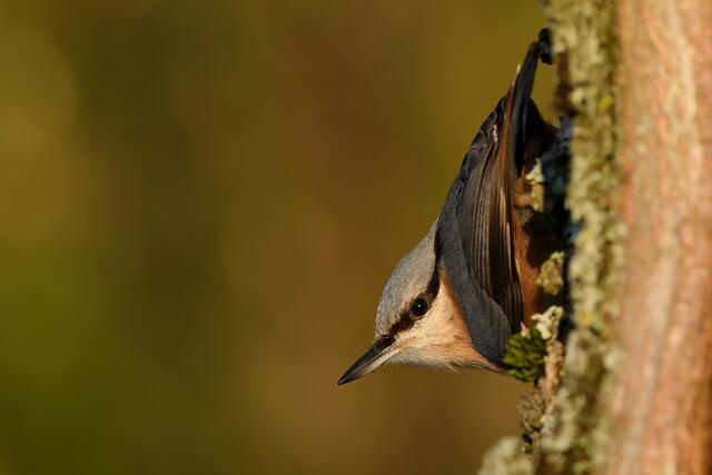 Kleiber | Foto: Copyright Andreas Schäfer