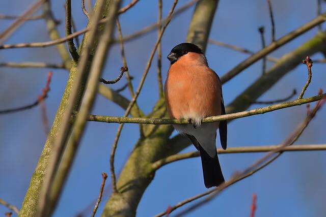 Gimpel " Männchen " | Foto: Copyright Andreas Schäfer