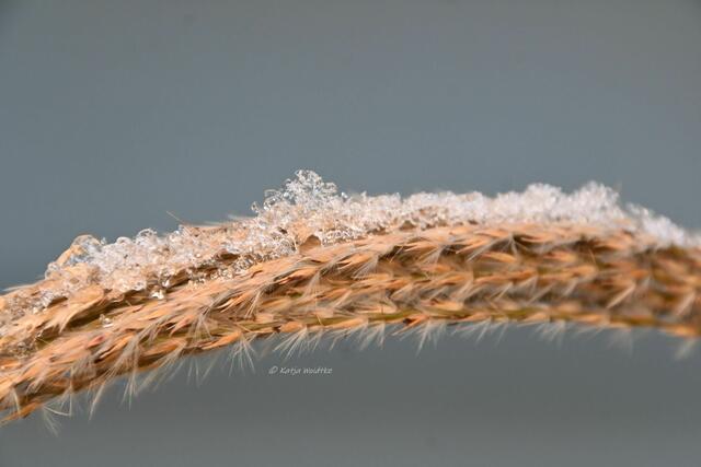 Garten im Jahreslauf - Träumereien im Januar (Foto: Katja Woidtke)

Eiskristalle küssen Zebragras | Foto: Katja Woidtke